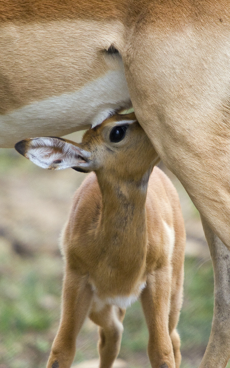 Baby Impala drinking from its mother, Ithala Game Reserve, Kwazulu-Natal.