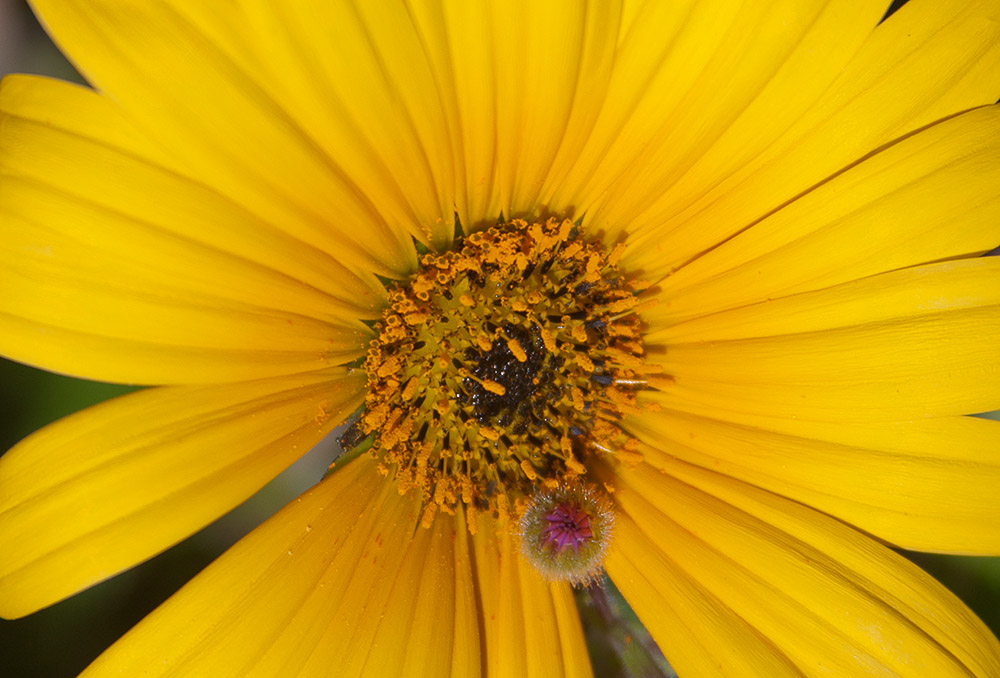 at the core of this daisy a tiny purple flower breaks through the symmetry of yellow petals and adds a sense of joy by destabilising the expected
